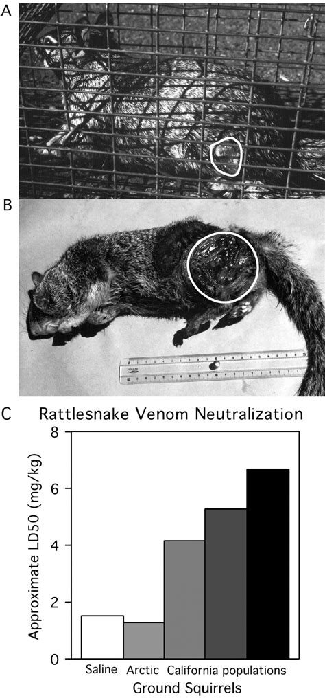 Variation among ground squirrels in resistance to Northern Pacific ...