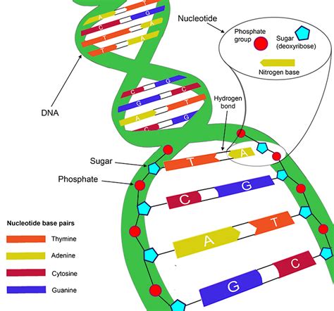 Which Pair Of Nitrogenous Bases Will Form A Bond In A Dna Molecule? / Image result for dna bases ...