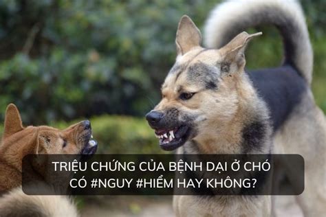 [Giải đáp] Các triệu chứng bệnh dại ở chó & Cách phòng tránh