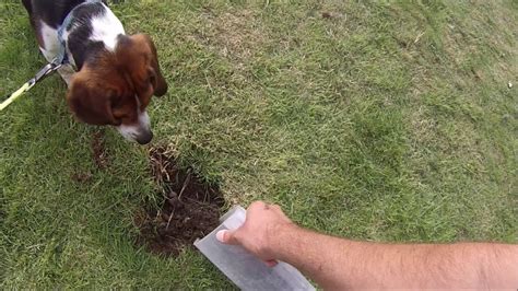 How To Stop Dog Digging Holes In Backyard