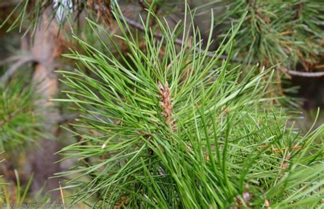 Red Pine Needles for Pine Needle Tea Fresh Organic UK Seller | Etsy