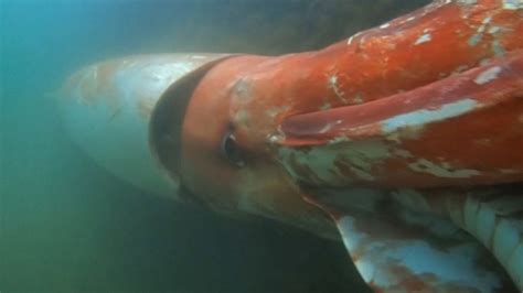 S3E6 – Giant Squid and Deep Sea Gigantism - Biome Media