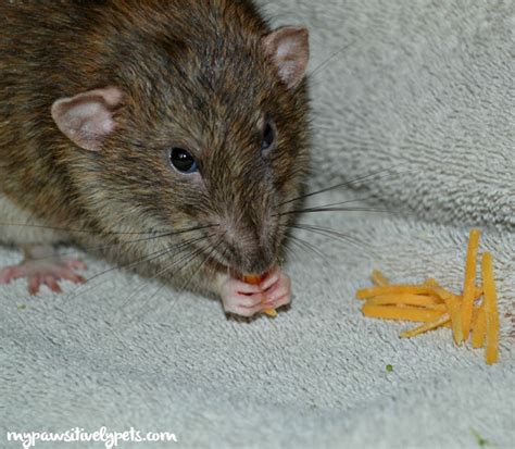 8 Myths About Rats Dispelled For Good | Pawsitively Pets