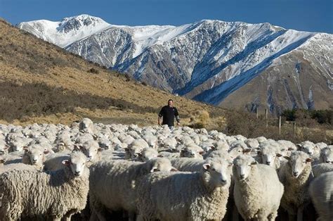 Sheep farm in New Zealand | Lovely Countryside | Pinterest