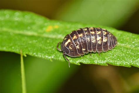 How Many Isopods In Terrarium