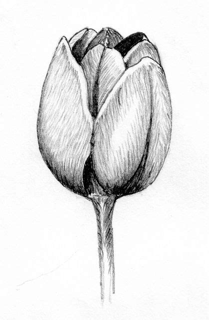 Tulip Pencil Drawing by Kagee Jay, via Flickr Pencil Drawing Tutorials, Pencil Art Drawings, Art ...