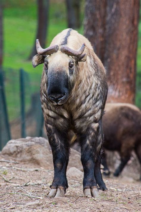 Takin - the national animal of Bhutan | Flickr - Saw several in Bhutan ...