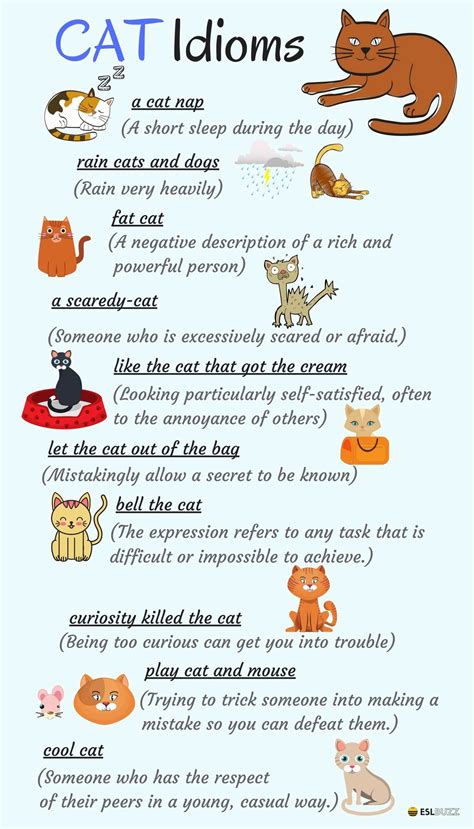 Animal Idioms about CATS and Their Meanings in English | English idioms ...