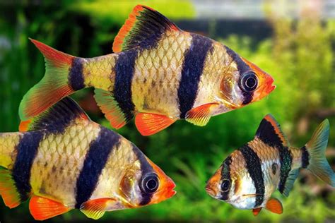 How To Care For Tiger Barb Fish – Fish Caring Basics