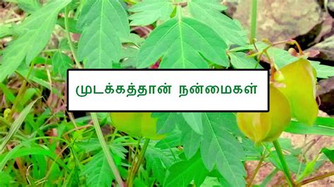 முடி வளர உதவும் முடக்கத்தான் கீரை – Mudakathan Keerai Benefits in Tamil - YouTube