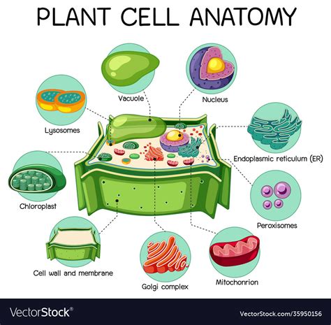 Anatomy Plant Cell Biology Diagram Royalty Free Vector Image ...