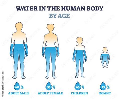 Water in human body by age as percentage comparison in outline diagram ...