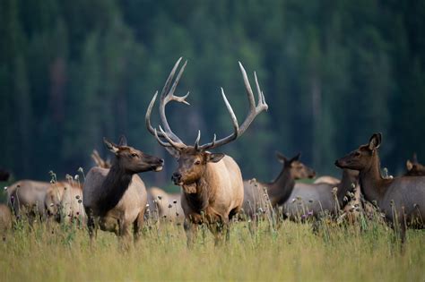 Elk - Rocky Mountain National Park (U.S. National Park Service)