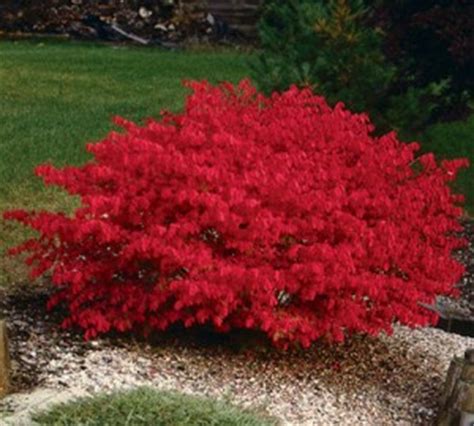 Burning Bush | Gammon's Garden Center & Landscape Nursery