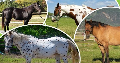 A Horse of a Different Color: Common Equine Coat Colors! | ASPCA