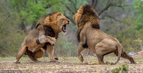 Rare Animals: Lions in brutal fight over who will lead their pride in South Africa