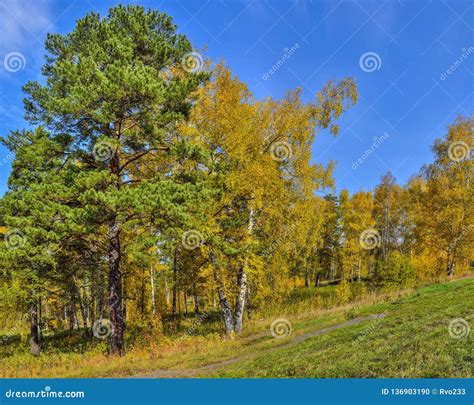 Picturesque Autumn Landscape in Golden Autumn Forest on Hill Stock ...