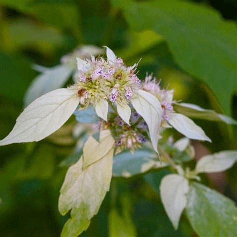 Mountain Mint Seeds - Natural Seed Bank