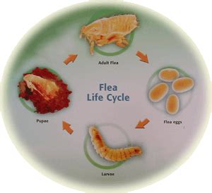 The flea life cycle | Hall Veterinary Surgery