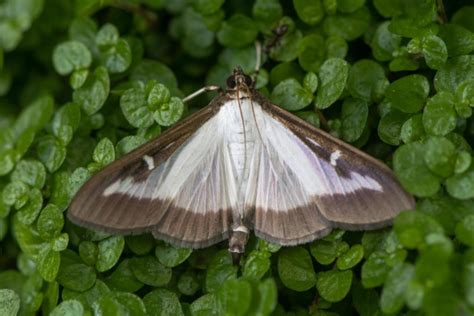 Boxwood Moth: How To Identify It Safely - Gardender