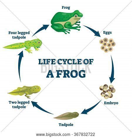 Life Cycle Frog Vector & Photo (Free Trial) | Bigstock