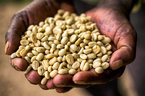 Ethiopia's Coffee Farmers Are 'On The Front Lines Of Climate Change ...