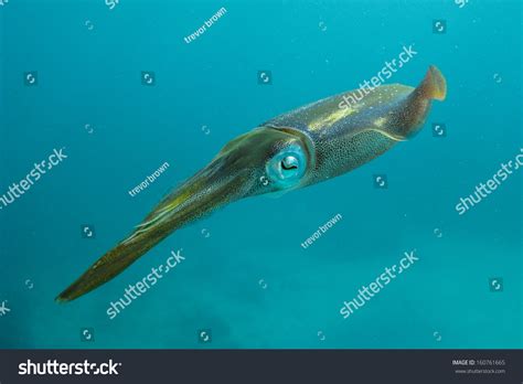 661 Caribbean Reef Squid Images, Stock Photos & Vectors | Shutterstock