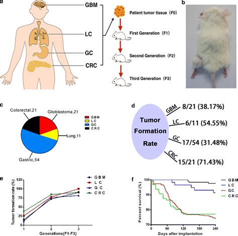 Patient-derived xenograft (PDX) mice model. a Schematic outline of the... | Download Scientific ...