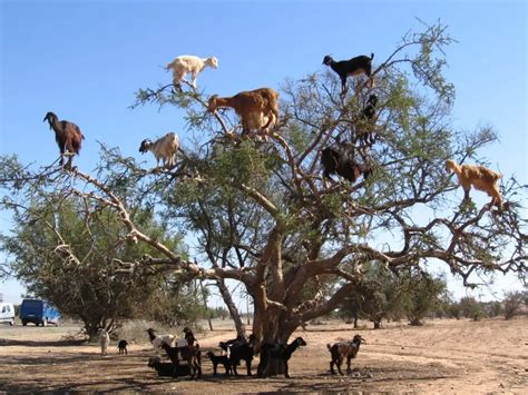 Goats In Trees | Climb | On The Roof | Morocco | How Do