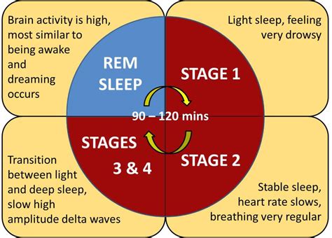 Eye Movement While Sleeping at Shemika Christofferso blog