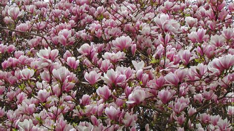 Pink Blossom Magnolia Flowers During Spring Season HD Magnolia ...