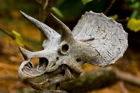 Triceratops Skull | A smaller replica of a triceratops skull… | Joe Russ | Flickr