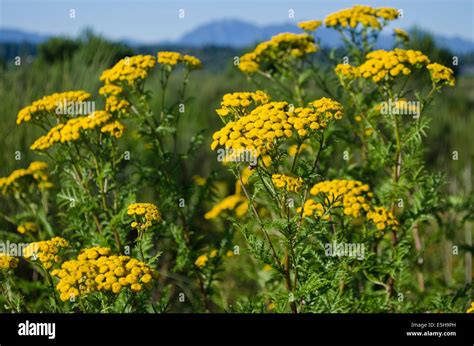 The yellow flowers of common tansy, an invasive weed, growing along the ...