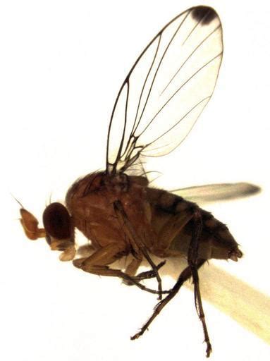 How To Get Rid Of Phorid Flies - How I Get Rid Of