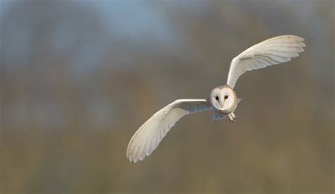 Barn Owl flying in Worcestershire by Pete Walkden The Birders Store