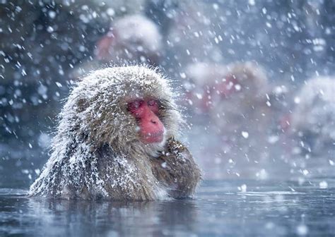 Scientists discover why Japanese snow monkeys like a long hot bath