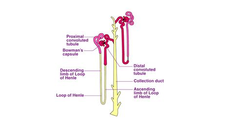 What type of reabsorption occurs in the distal convulated tubule?