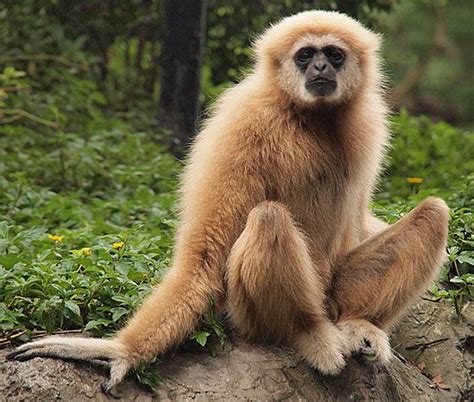 Hainan Gibbon - Google Search in 2020 | Weird animals, Cute animals ...