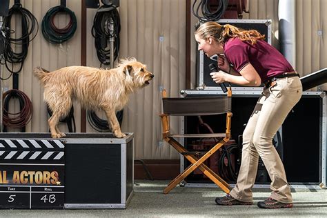 She is ready for the scene take! Meet our Dog Actor! : r/dogswithjobs