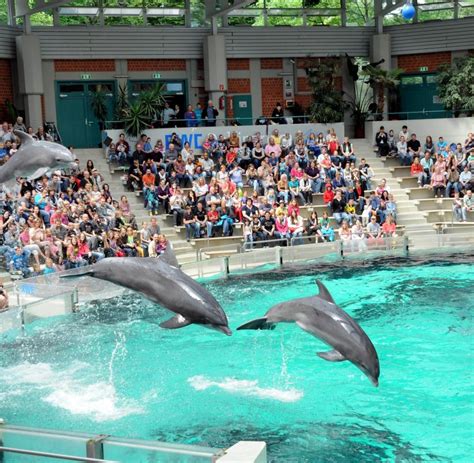 Tier-Shows : Zoo-Tierärztin verteidigt Haltung von Delfinen - WELT