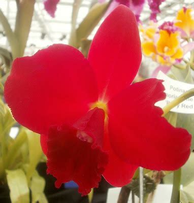 Plants are the Strangest People: Pretty picture: Rhyncholaeliocattleya Memoria Irene Feil 'Ruby Red'