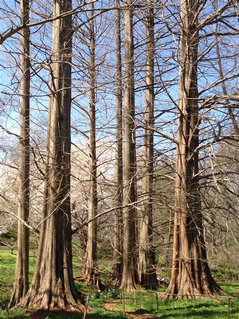 Dawn Redwood Trees, Morris Arboretum, PA | Morris arboretum, Tree, Redwood tree