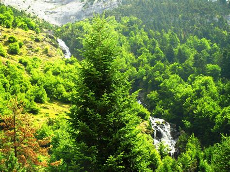 Best Pyrenees Photos: Free Trees - Gavarnie - Pyrenees - France