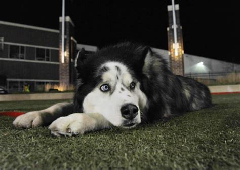 Northern Illinois Huskies' high-fiving mascot Diesel to retire after ...