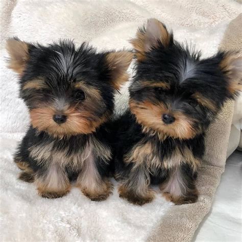 Teacup Yorkies Full Grown