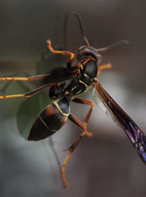 A handsome northern paper wasp on my window yesterday! From New York ...