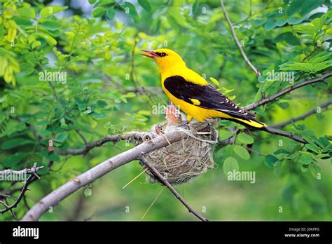 Golden oriole in the nest, Pirol am Nest Stock Photo - Alamy