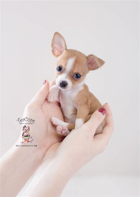 Teacup Chihuahuas For Sale | Teacup Puppies & Boutique