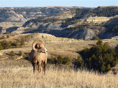 Best Time to Visit Theodore Roosevelt National Park + Wildlife You Can See (Bison, Bighorns, and ...