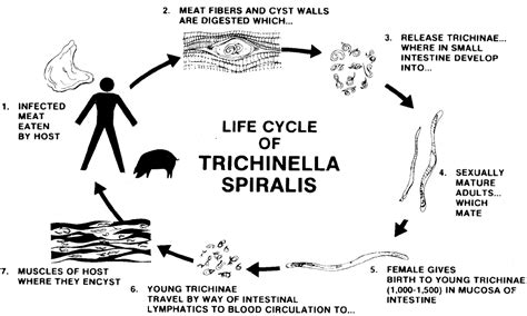 Trichinosis - Pork Information Gateway